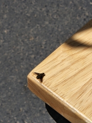 Hemipenthes morioides