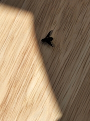 Hemipenthes morioides