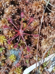 Drosera intermedia
