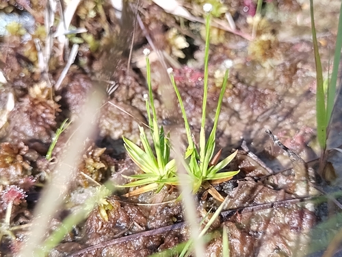 Pineland Bogbutton (Lachnocaulon digynum)
