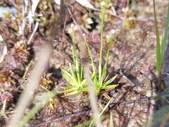 Lachnocaulon digynum