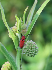 Tetraopes quinquemaculatus
