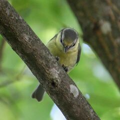 Cyanistes caeruleus