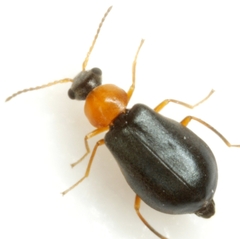 Hypebaeus bicolor