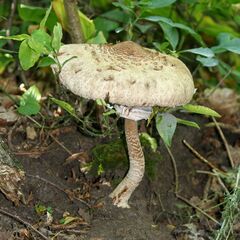 Macrolepiota procera