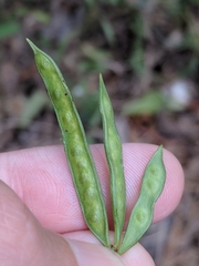 Desmanthus acuminatus