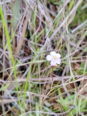 Drosera capillaris