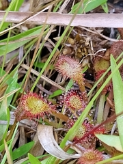 Drosera capillaris