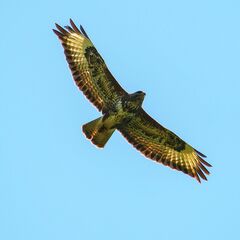 Buteo buteo