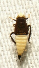 Scaphoideus incisus