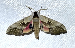 Smerinthus saliceti