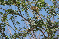 Setophaga pitiayumi insularis