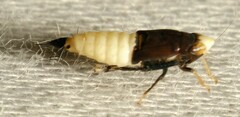 Scaphoideus incisus