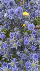 Eryngium amethystinum