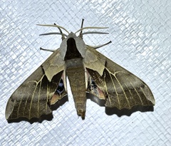 Smerinthus saliceti