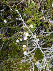 Cassiope tetragona