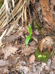 Habenaria floribunda