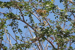 Setophaga pitiayumi insularis