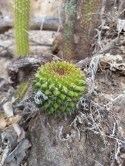 Mammillaria marksiana