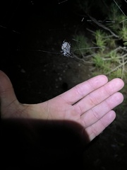 Araneus bicentenarius