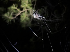 Araneus bicentenarius