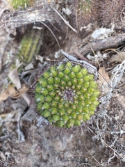 Mammillaria marksiana