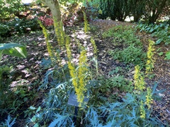 Ligularia przewalskii