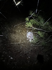 Araneus bicentenarius