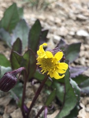 Senecio amplectens holmii