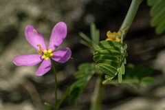 Sabatia campanulata