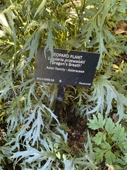 Ligularia przewalskii