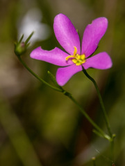 Sabatia campanulata