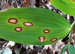 Phyllosticta convallariae