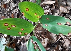 Phyllosticta convallariae