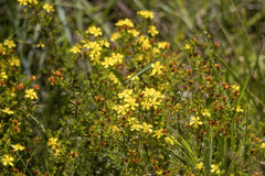 Hypericum brachyphyllum