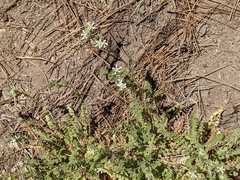 Horkelia clevelandii
