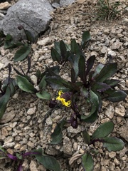 Senecio amplectens holmii