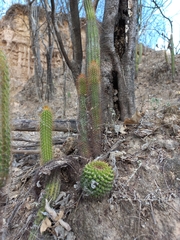 Mammillaria marksiana