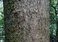 Nauclea diderrichii