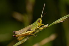 Pseudochorthippus parallelus