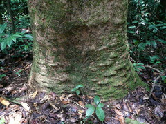 Nauclea diderrichii
