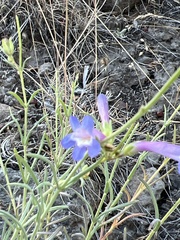 Penstemon seorsus