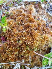 Sphagnum fuscum