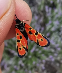 Zygaena hilaris