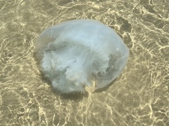 Rhopilema nomadica