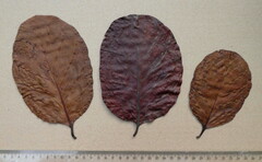 Nauclea diderrichii