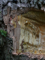 Nauclea diderrichii