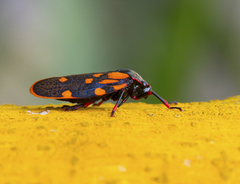 Mahanarva costaricensis
