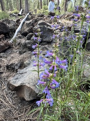 Penstemon cinicola