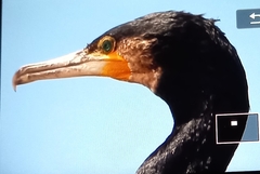 Phalacrocorax carbo